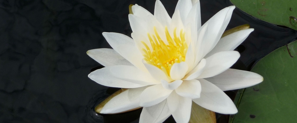 Water Lily Wisdom On Disappointment