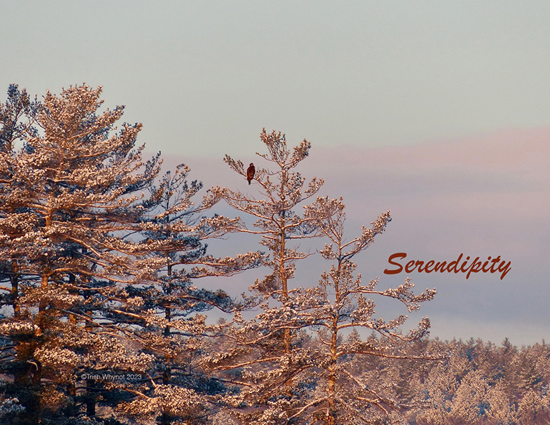 Serendipity