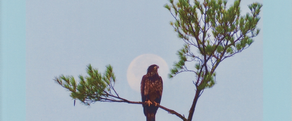 Lake Life Chronicles: Eagles, Herons & Loons