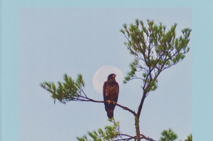 Lake Life Chronicles: Eagles, Herons & Loons