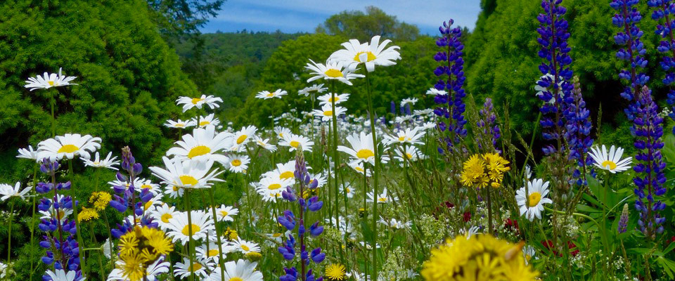 Garden-newsletter.jpg