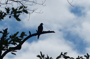 Sign, Sign, Mourning Dove’s a Sign