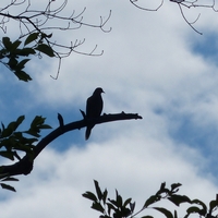 Sign, Sign, Mourning Dove’s a Sign