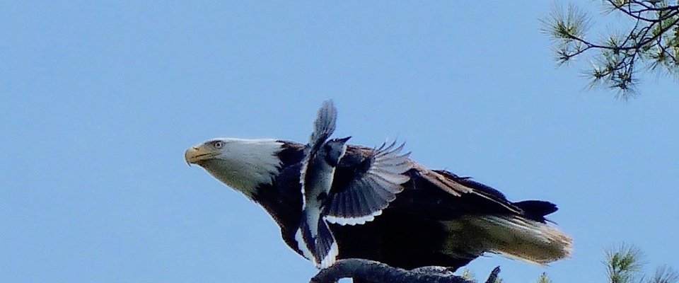 A Powerful Blending: Easter, Passover & Eagle Medicine