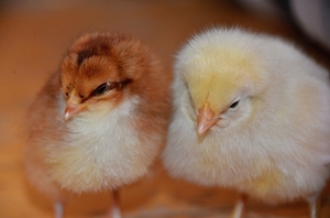 Don’t Shush The Chickens