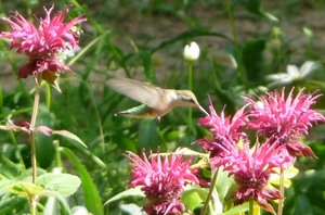 Self-Care, Clutter, and Garden Soil: What's the Connection?