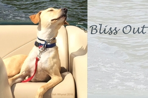 Bliss Out
